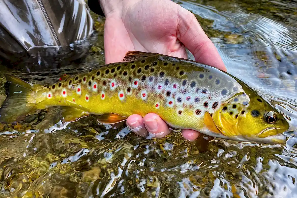 Bachforelle Fliegenfischen - Auf die Genetik kommt es an!